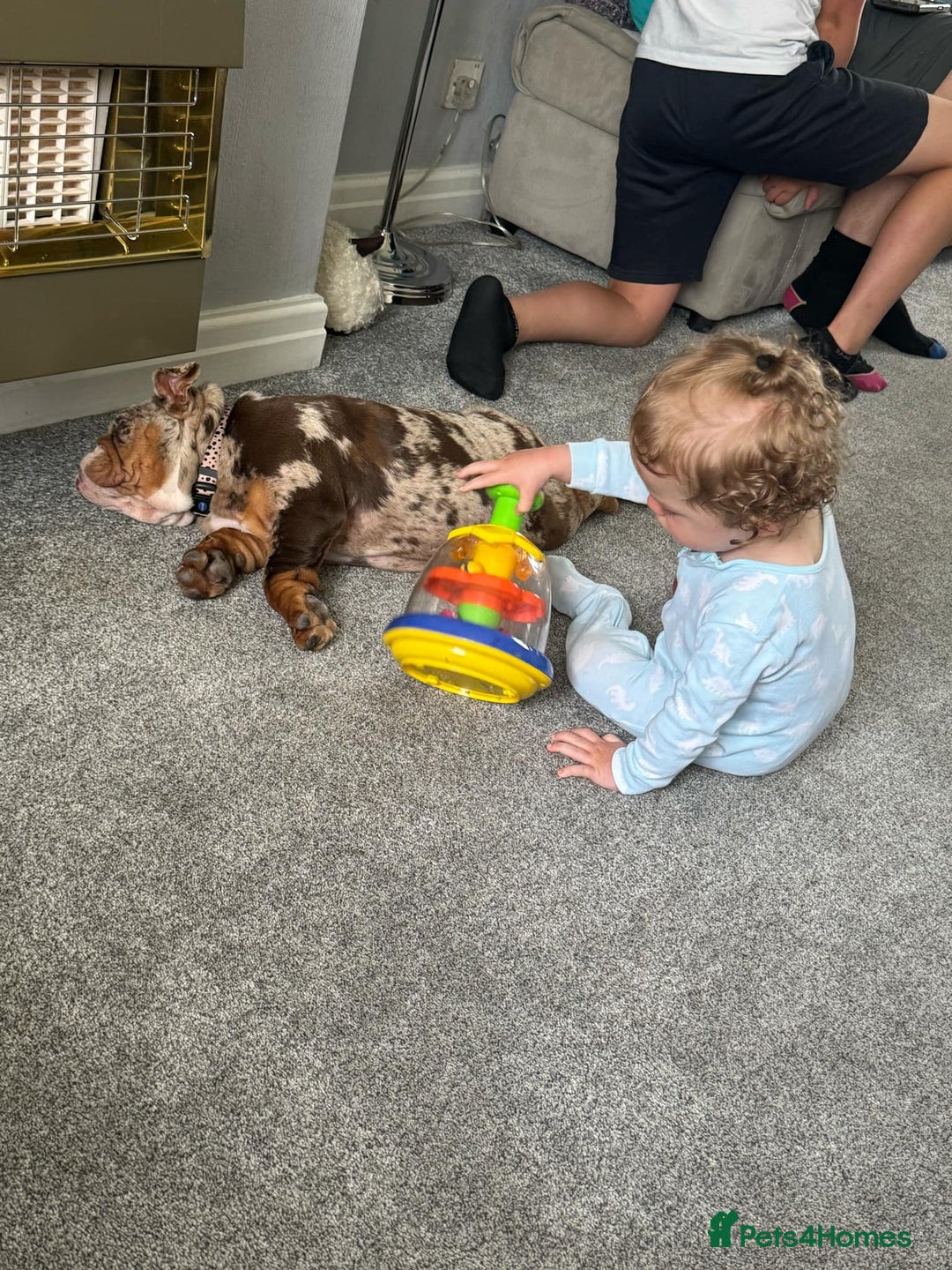 English Bulldog dogs for sale: Chocolate tri merle female in Preston - Image 6
