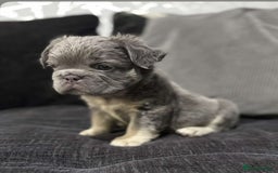 French Bulldog dogs for sale: High Quality French Bulldog Puppies  - Image 14