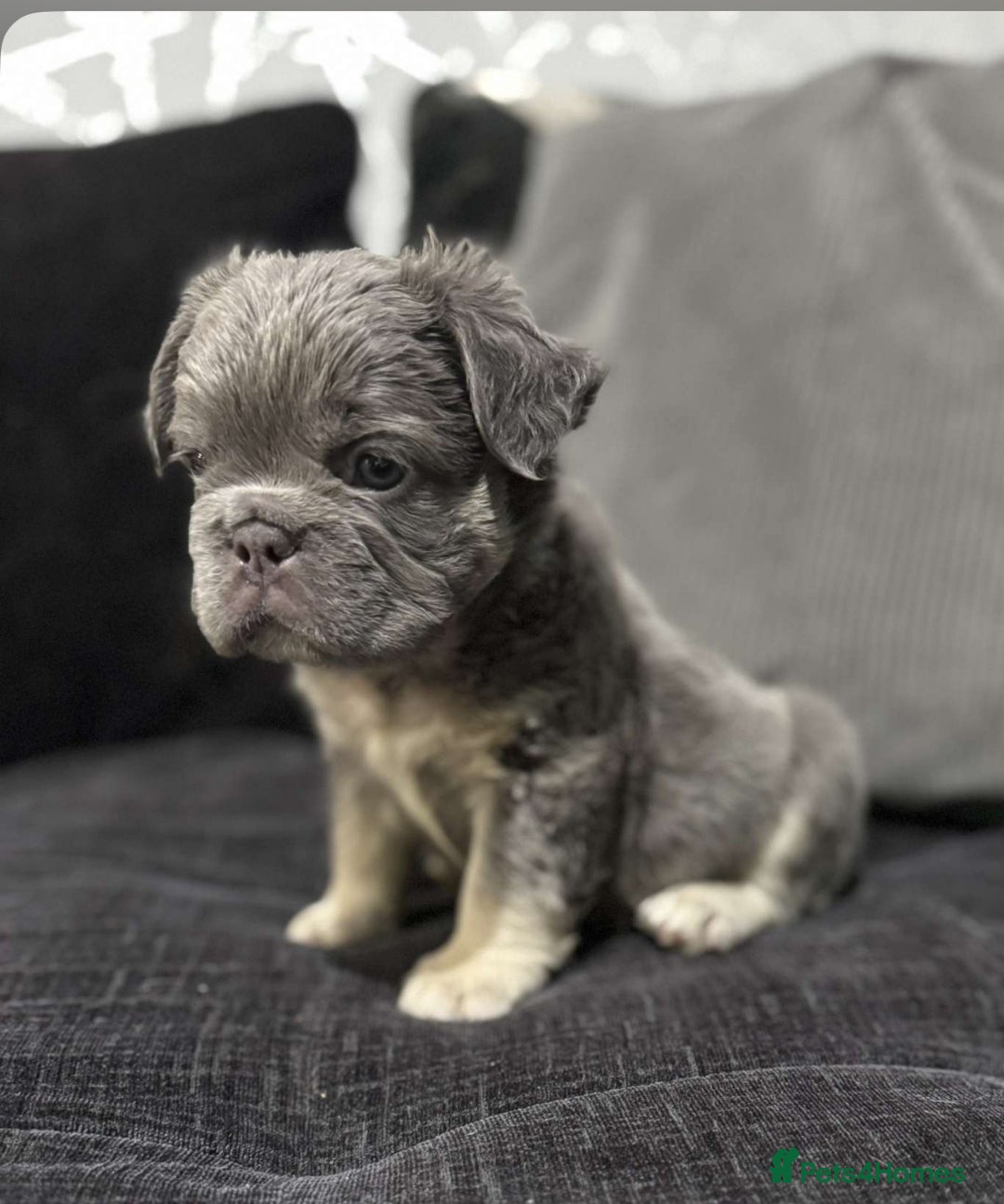 French Bulldog dogs for sale: High Quality French Bulldog Puppies  - Image 14