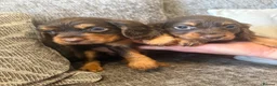 Cocker Spaniel dogs for sale: Cocker spaniel puppies  - Advert 5