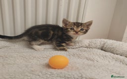 Mixed Breed cats for sale: Lovely kittens ready to reserve. - Image 12