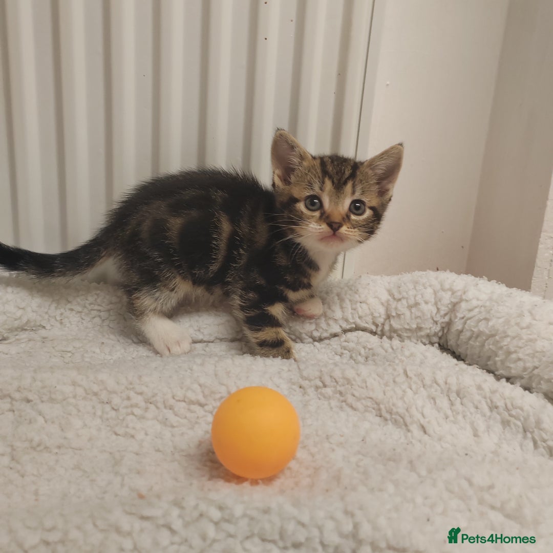 Mixed Breed cats for sale: Lovely kittens ready to reserve. - Image 12
