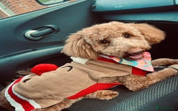 Cockapoo dogs for sale: Cockapoo Puppies - Image 12