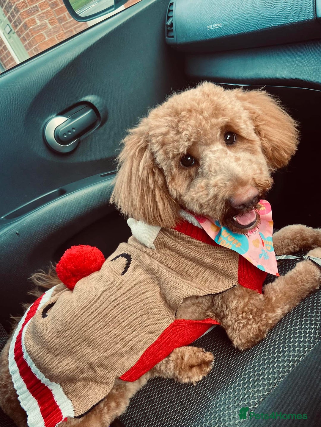 Cockapoo dogs for sale: Cockapoo Puppies - Image 12