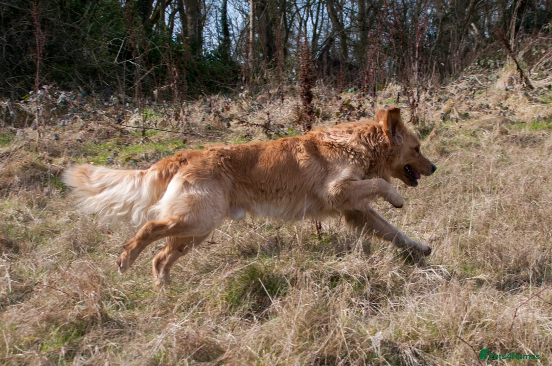 Golden Retriever dogs for stud: KC GOLDEN RETRIEVER STUD EXTENSIVELY HEALTH TESTED in Shrewsbury - Advert 4