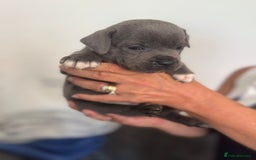 Staffordshire Bull Terrier dogs for sale: Staffordshire bull terrier pups - Image 11