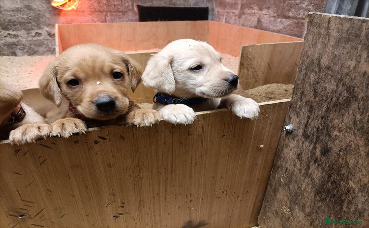 Labrador Retriever dogs - Advert 5