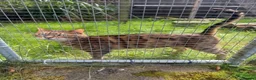 Bengal cats for sale: Adorable adult Bengal Pair - Advert 8