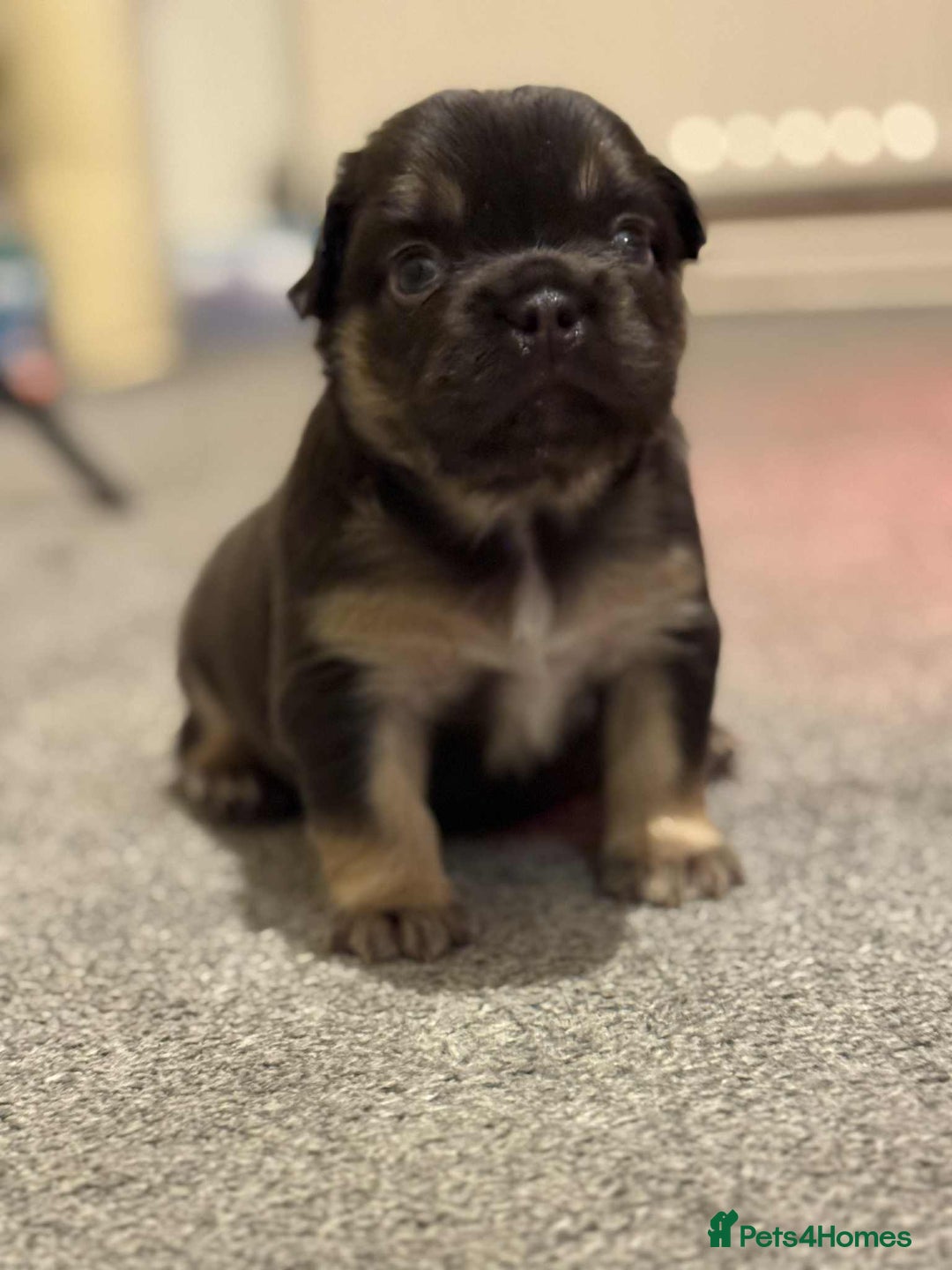 French Bulldog dogs for sale: HIGH QUALITY FLUFFY FRENCHIES  - Advert 23