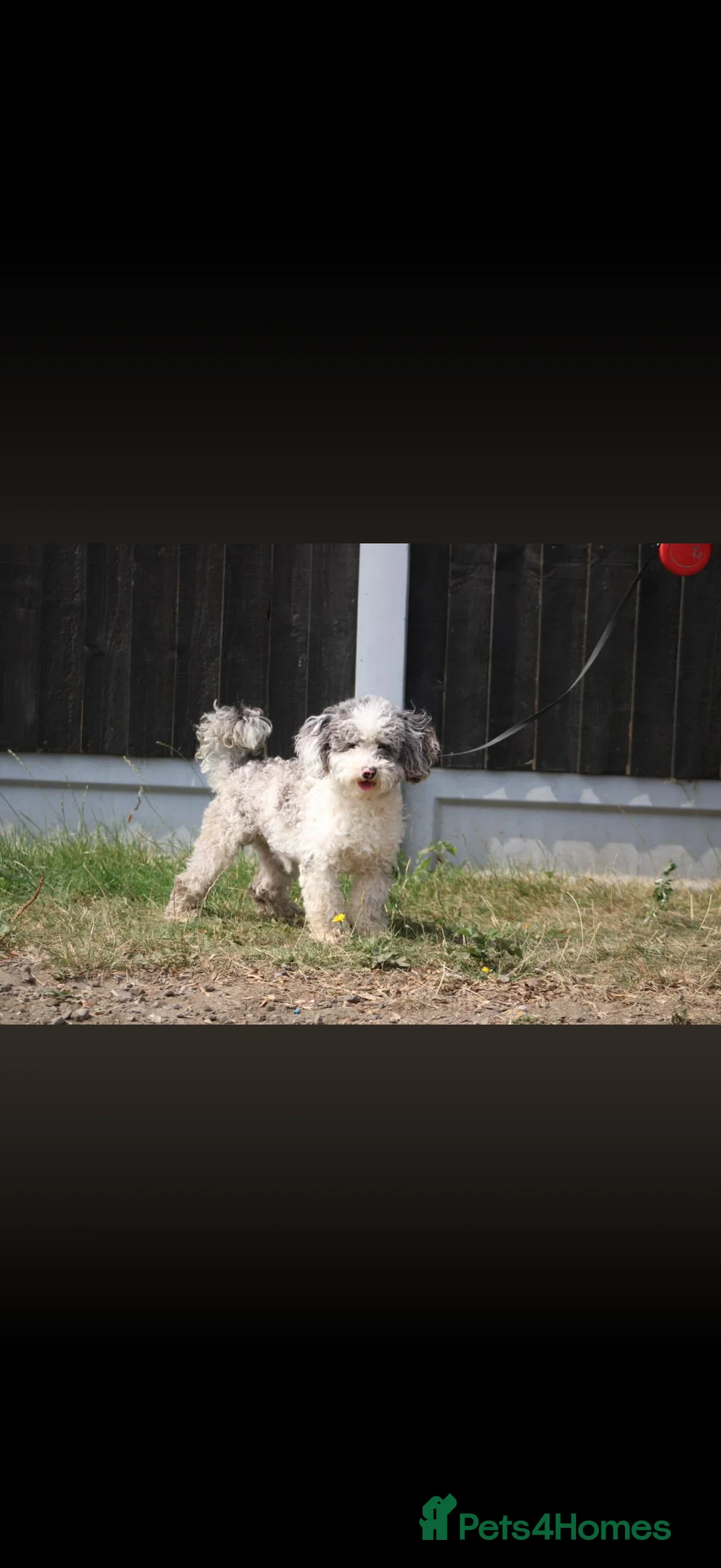 Maltipoo dogs for sale: 4 beautiful Maltipoo  - Advert 10