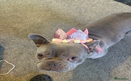 French Bulldog dogs for sale: Blue frenchie girl  - Image 2