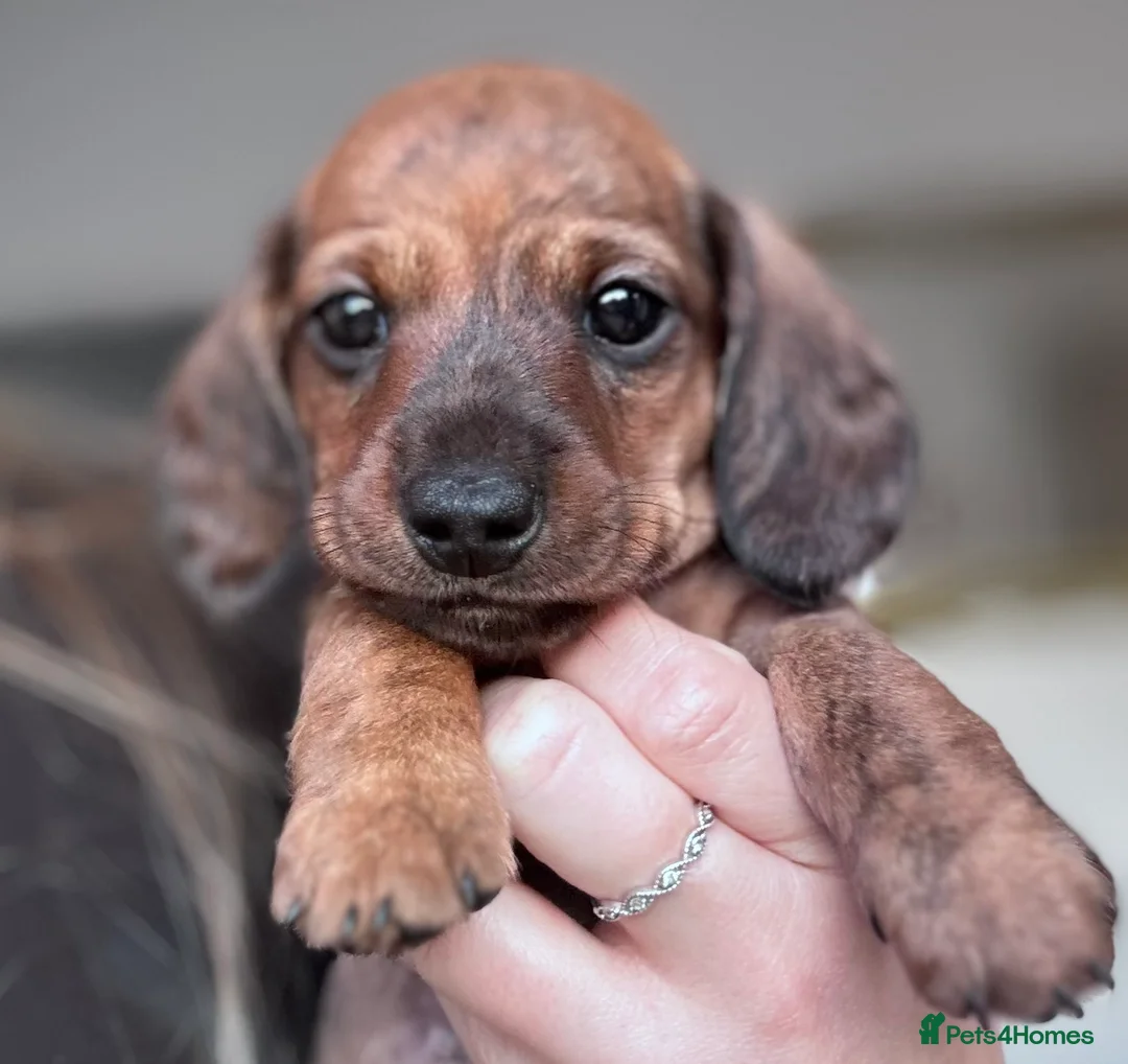 Miniature Dachshund dogs for sale: Gorgeous girls Mini Dachshund  - Advert 27