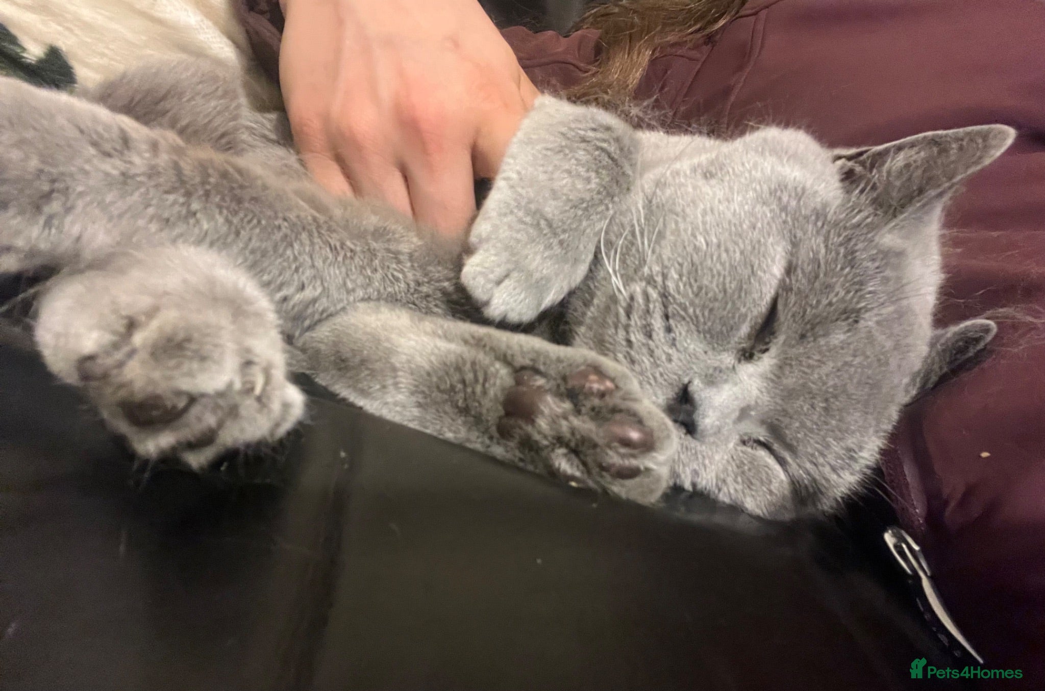 British Shorthair cats Two gorgeous super friendly cats  - Advert 2