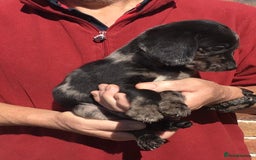 Cockerdor dogs for sale: AMAZING COCKERDOR/COCKADOR PUPPIES - Image 2