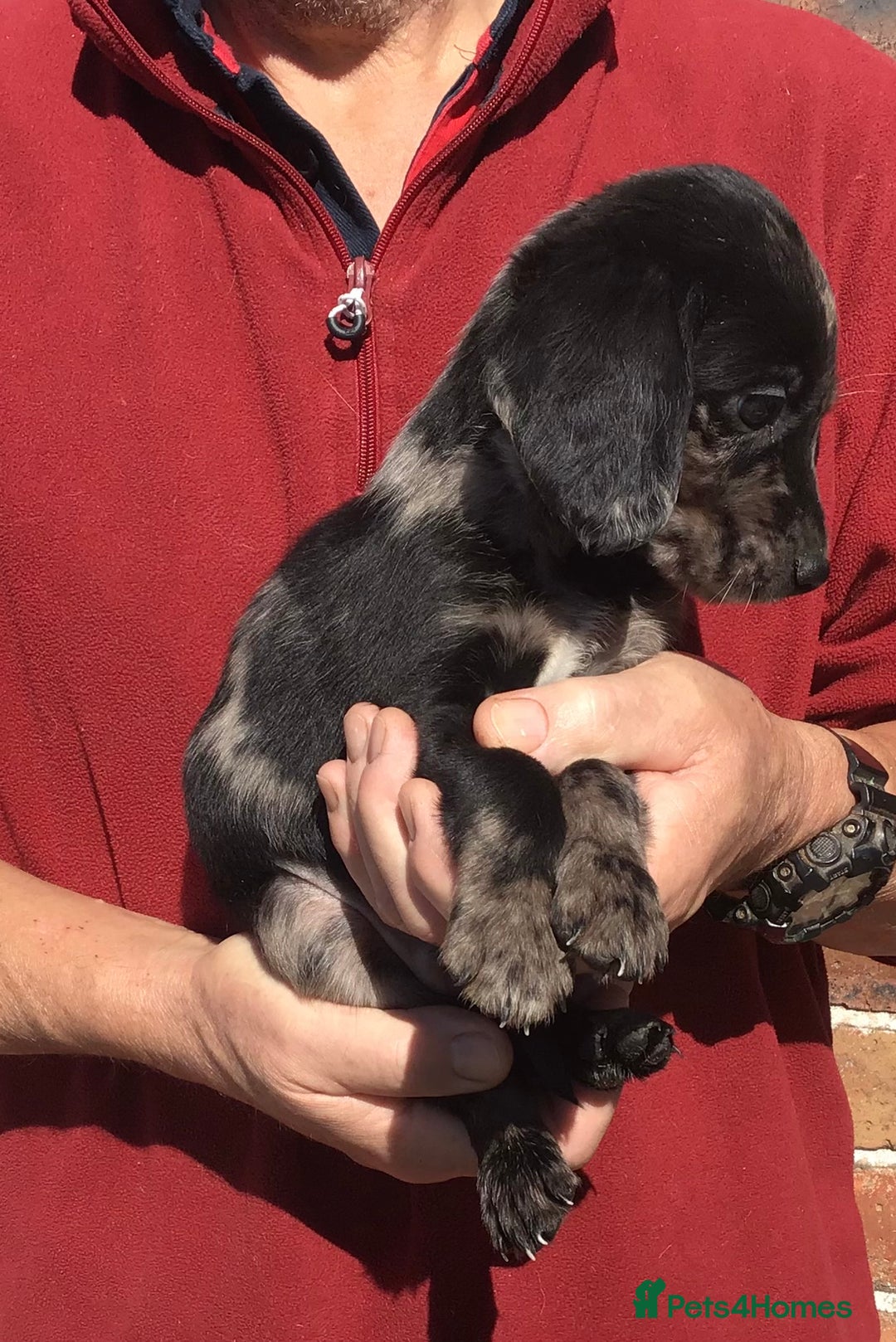 Cockerdor dogs for sale: AMAZING COCKERDOR/COCKADOR PUPPIES - Image 2