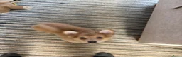Pomchi dogs for sale: Pomchi puppies in High Wycombe - Advert 5