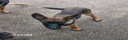 Mixed Breed dogs for sale: German Shepherd x in Sunderland - Advert 2