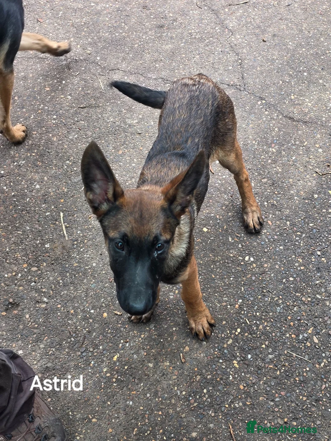 Mixed Breed dogs for sale: German Shepherd x in Sunderland - Advert 2