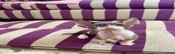 Devon Rex cats for sale: Beautiful pure Devon Rex kittens  - Advert 1