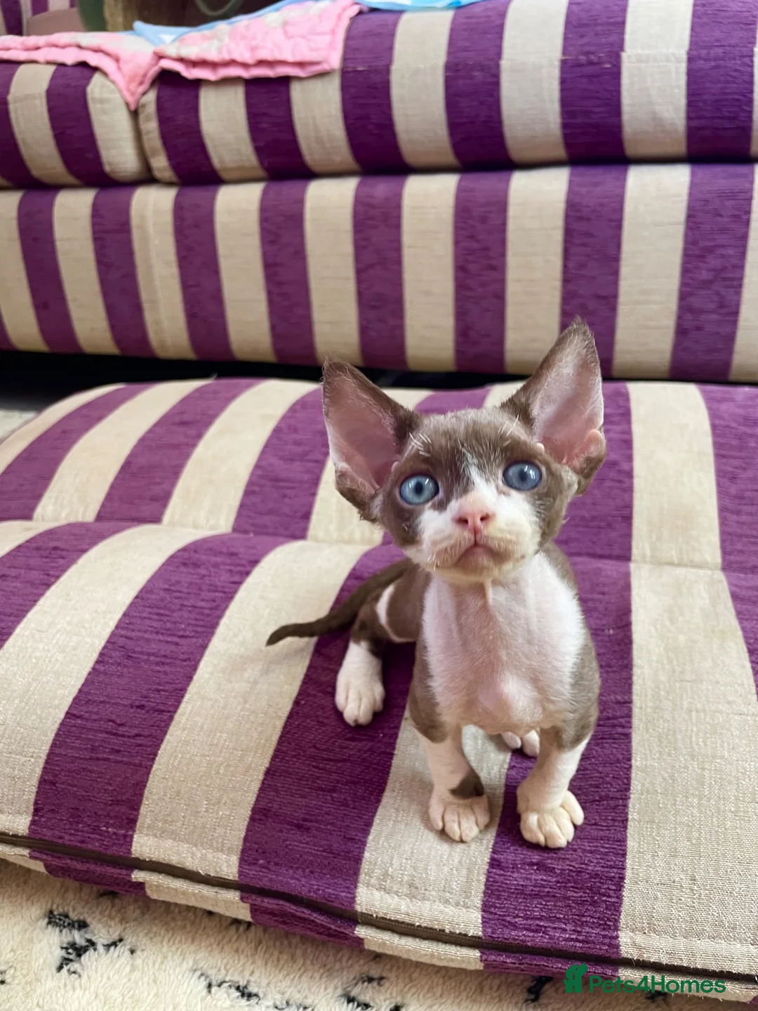 Devon Rex cats for sale: Beautiful pure Devon Rex kittens  - Advert 1