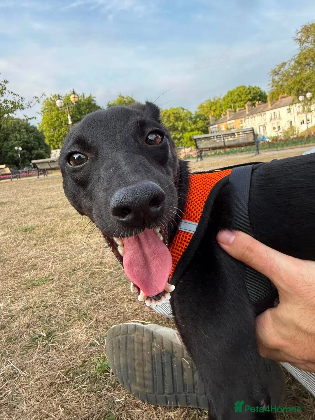 Mixed Breed dogs for adoption: Violet for adoption in Southend-on-Sea - Advert 1