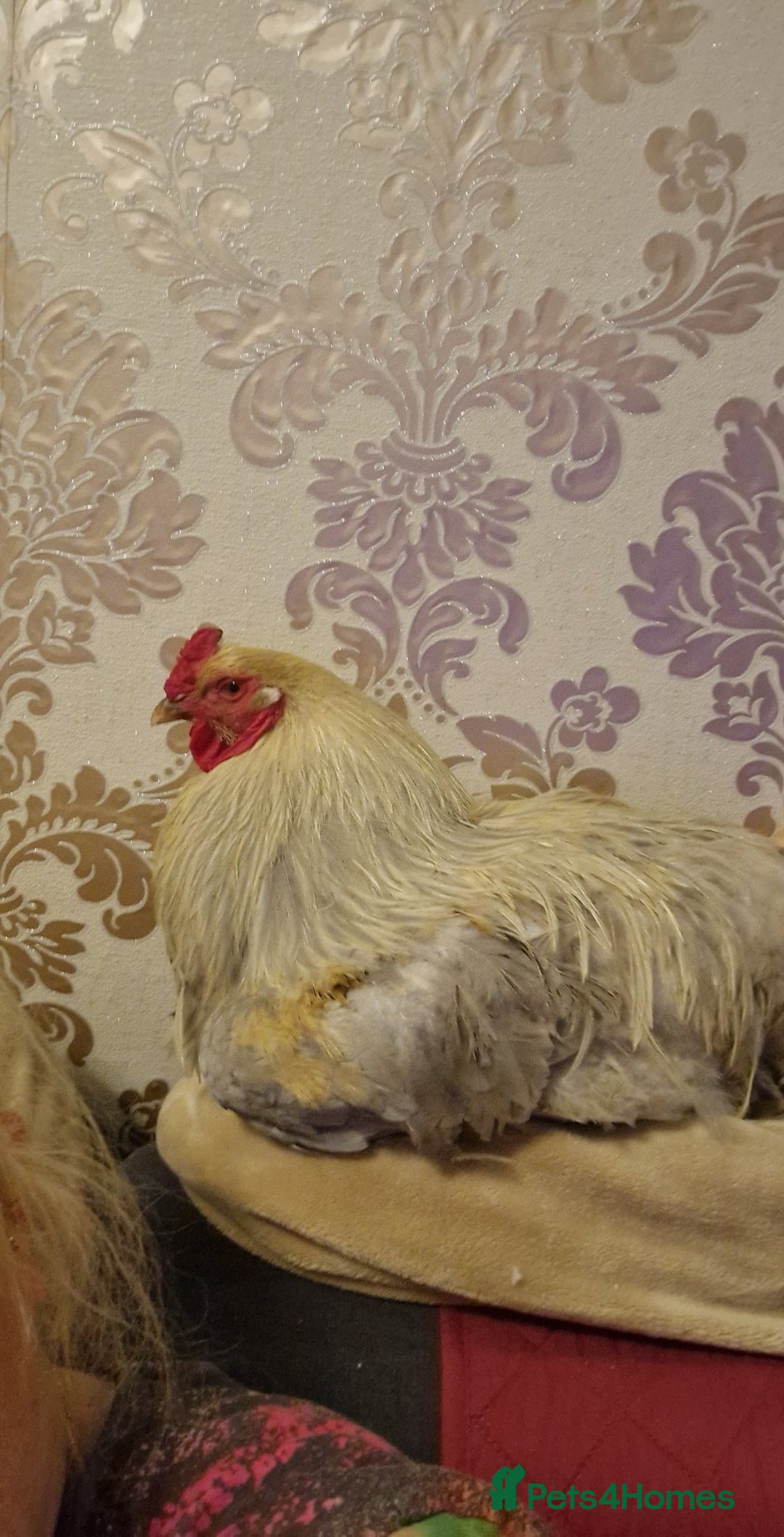 Chickens poultry for sale: Rooster  - Image 5