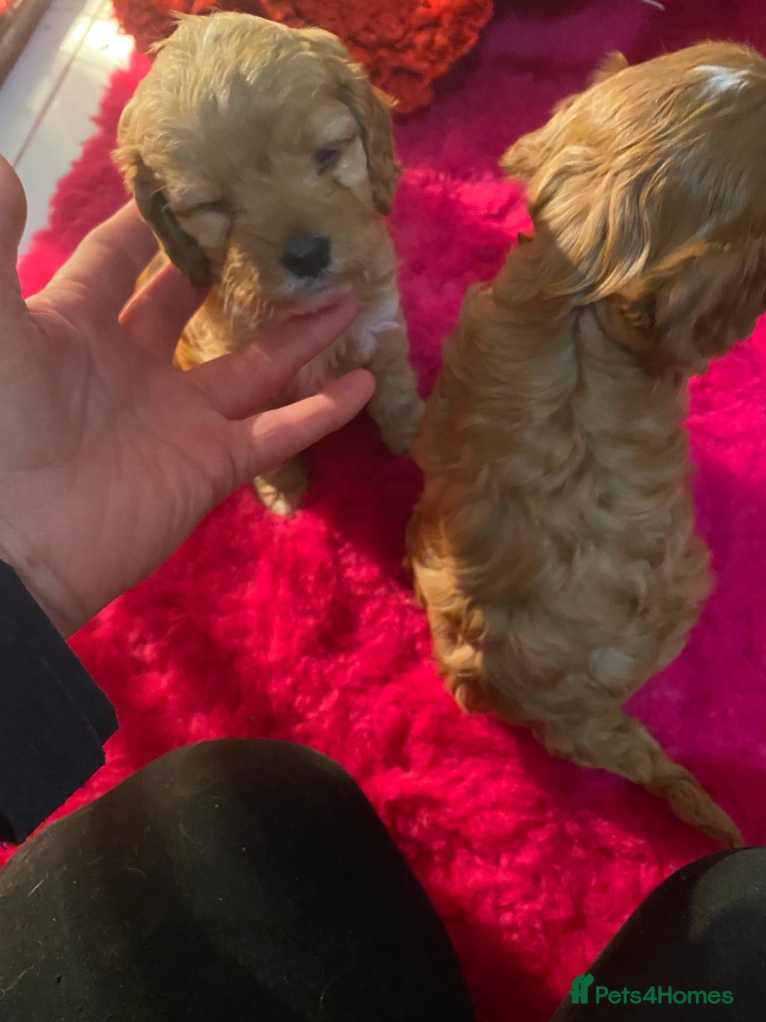 Cavapoo dogs for sale: F1 cavapoo puppys girls and boys  - Advert 9