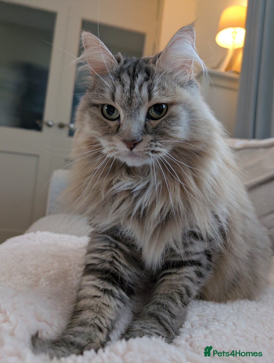 Siberian cats for sale: Loving and friendly adult lady - Advert 3