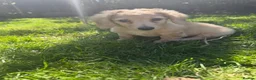 Dachshund dogs for sale: Beautiful miniature dachshund long hair cream - Advert 4