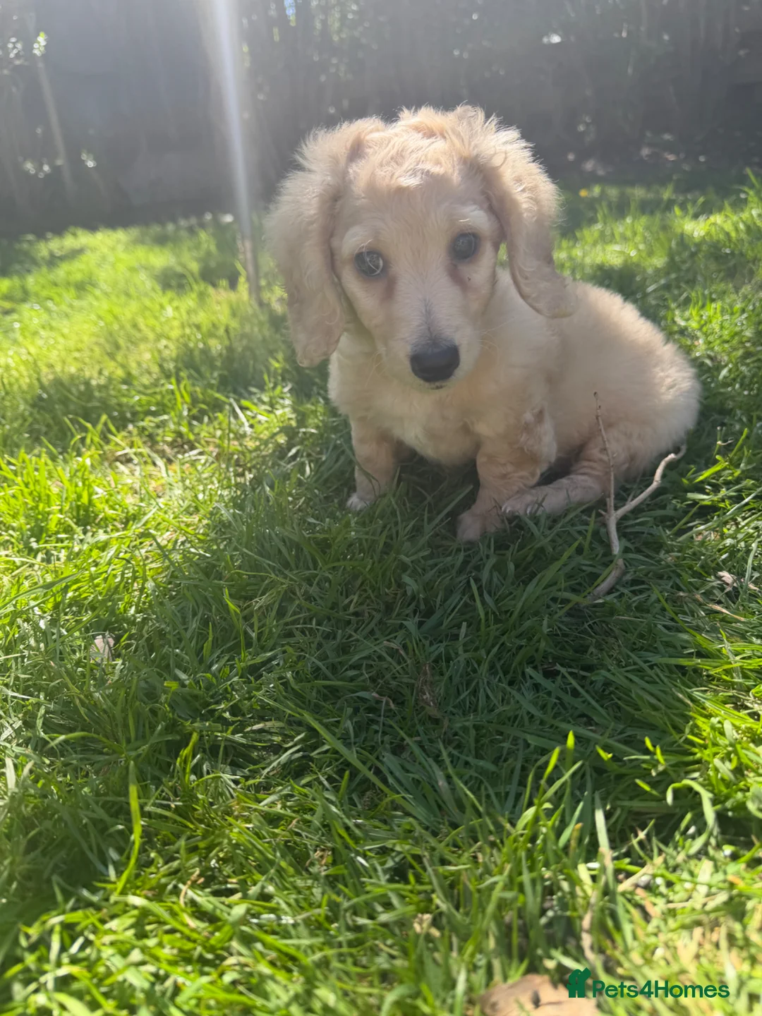 Dachshund dogs for sale: Beautiful miniature dachshund long hair cream - Advert 4