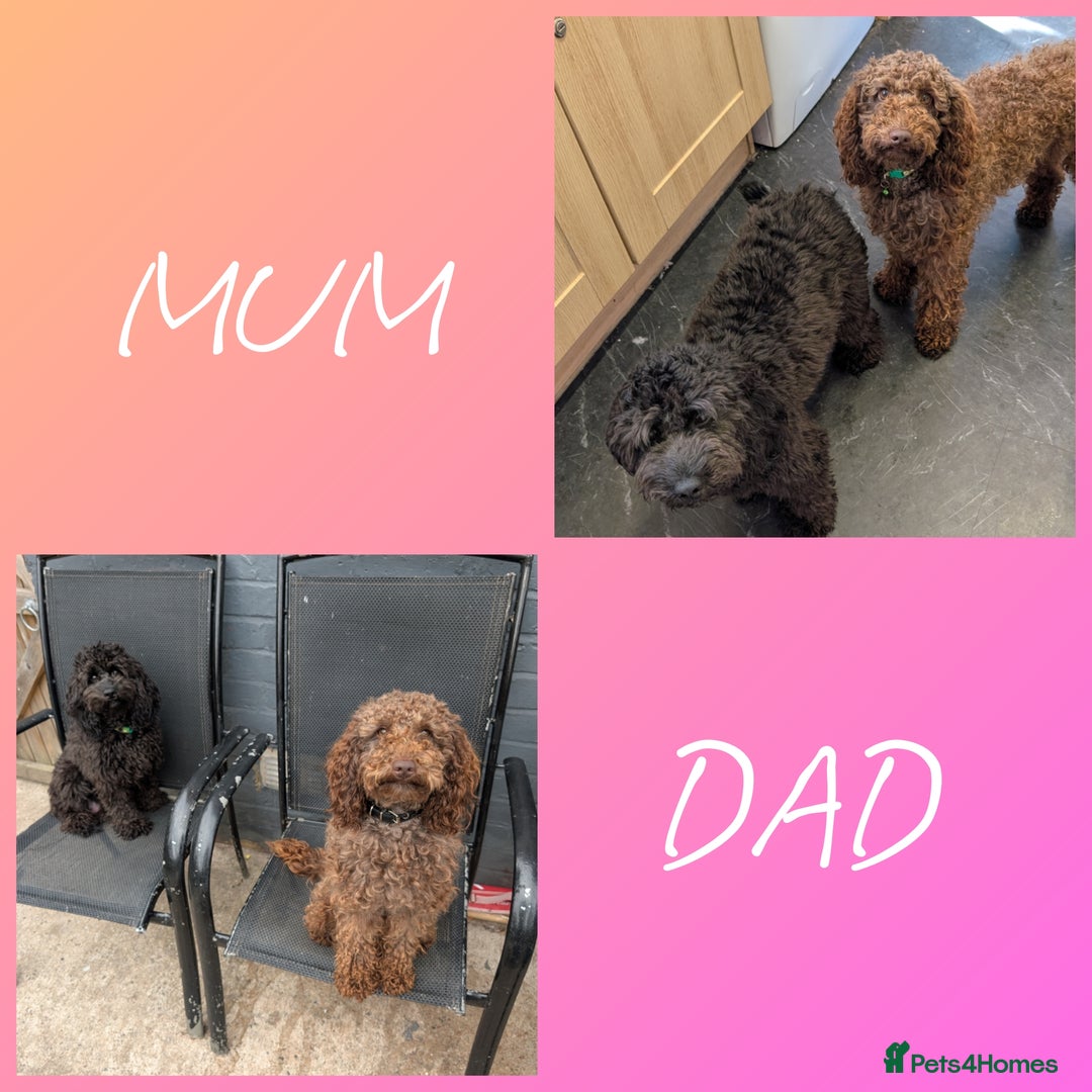 Cockapoo dogs for sale: F2b cockapoo Puppies (all females) - Image 10