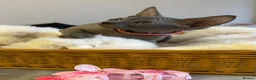 Sphynx cats for sale: Five beautiful girls for sale  in Warrington - Advert 5
