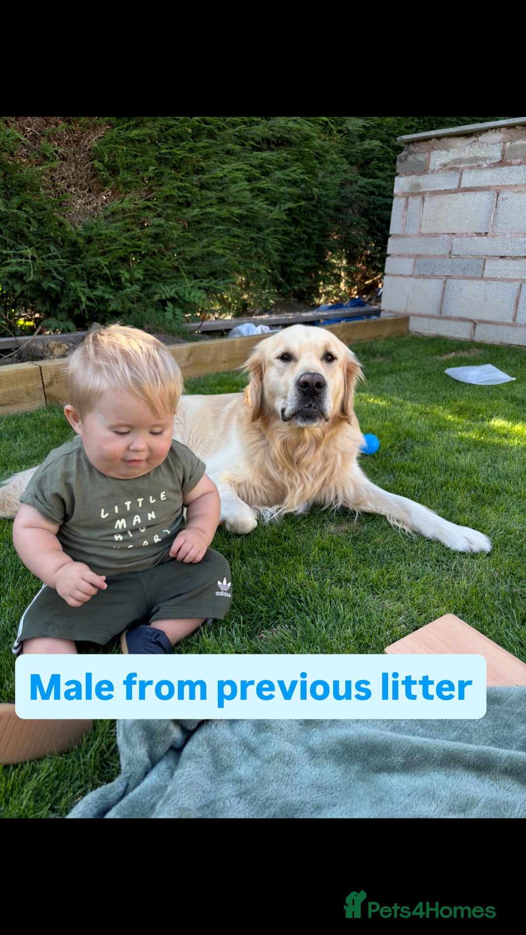 Golden Retriever dogs for sale: Golden retriever X goldador puppies - Image 9