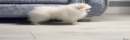 Pomeranian dogs for sale: Pomeranian puppies white - Advert 5