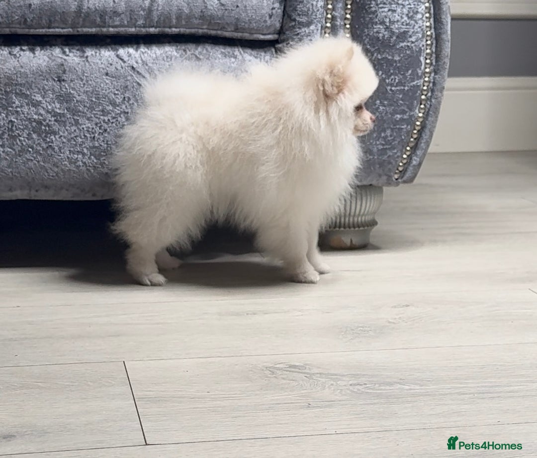 Pomeranian dogs for sale: Pomeranian puppies white - Advert 5