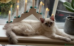 Ragdoll cats for sale: Active Registered GCCF Ragdoll 1 year old Cat - Image 5