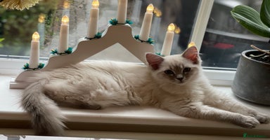 Ragdoll cats Active Registered GCCF Ragdoll 1 year old Cat - Advert 14