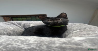 British Shorthair cats - Advert 16