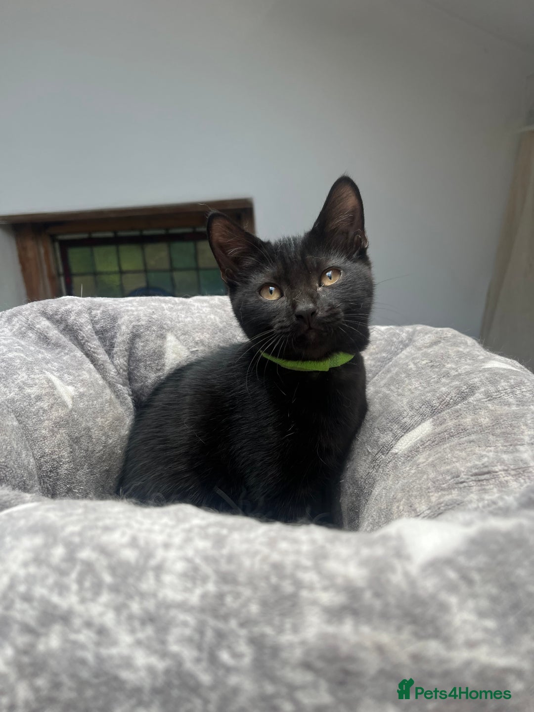 British Shorthair cats for sale: Cute British Shorthair Mixed Kittens Ready Now!  - Image 2