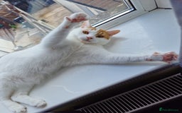 Mixed Breed cats for sale: 2 male cats  - Image 9