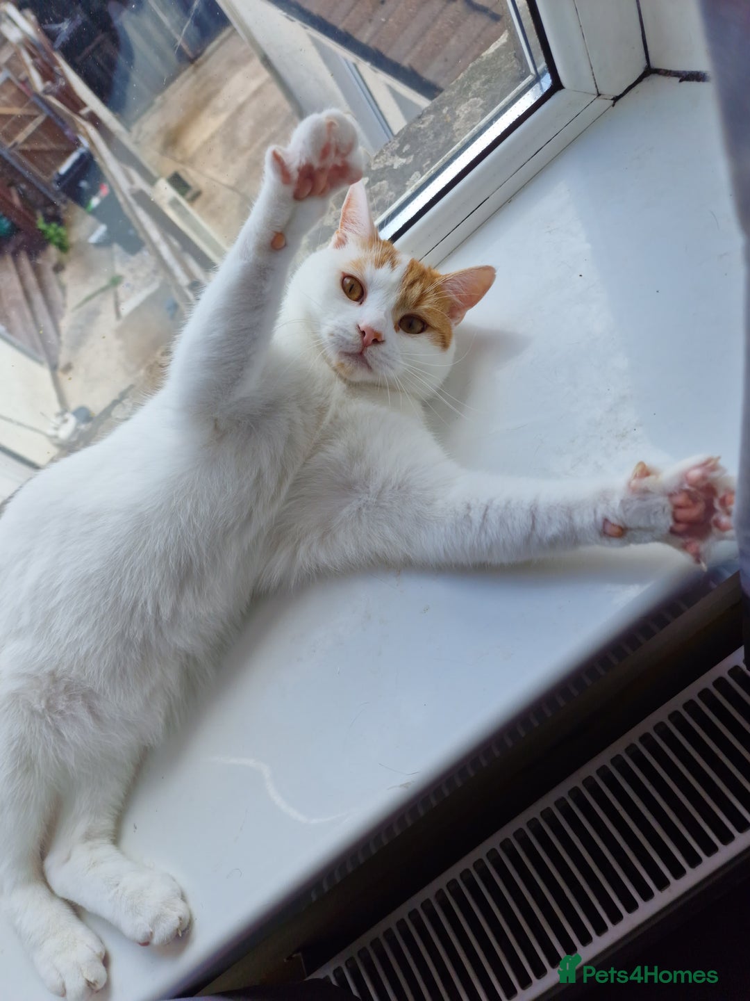 Mixed Breed cats for sale: 2 male cats  - Image 9