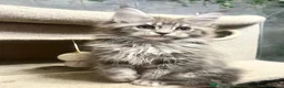 Maine Coon cats for stud: Silver Maine Coon Proven Stud - Advert 4