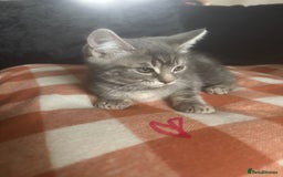 British Longhair cats for sale: British long hair x kittens ready to go - Image 13