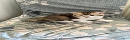 British Shorthair cats for sale: British shorthair kittens  in Swansea - Advert 6