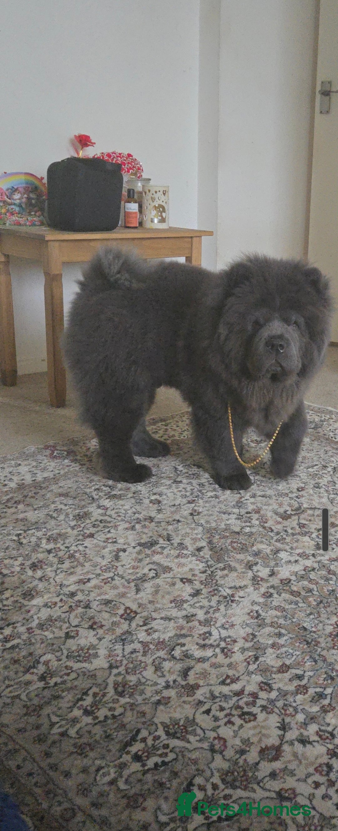 Chow Chow dogs for stud: KC Blue Chow Stud Blue Chow Chow Stud  - Advert 7