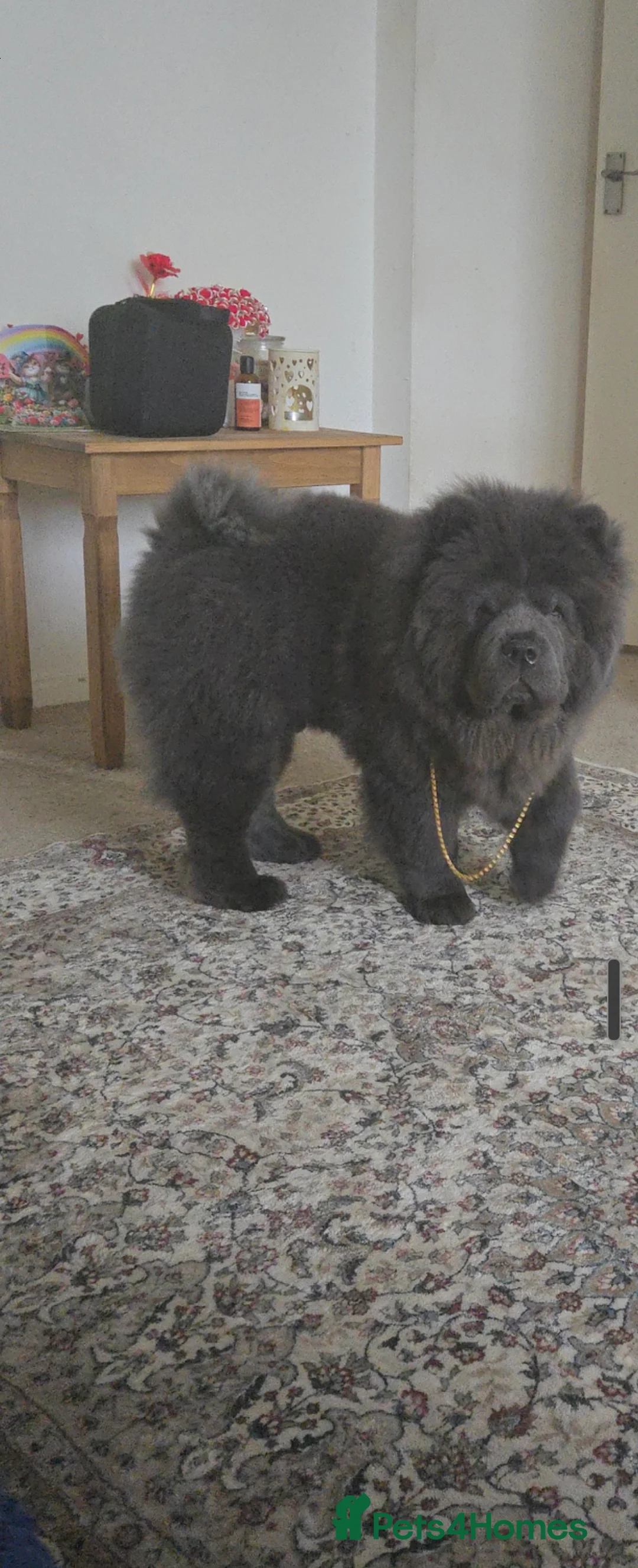 Chow Chow dogs for stud: KC Blue Chow Stud Blue Chow Chow Stud  - Advert 7