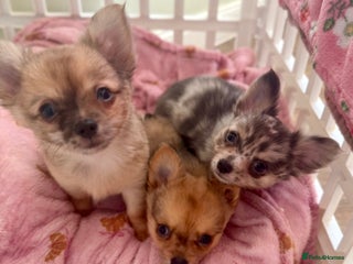 Chihuahua dogs Merle Chihuahua Puppies Longhaired Apple-head - Advert 5