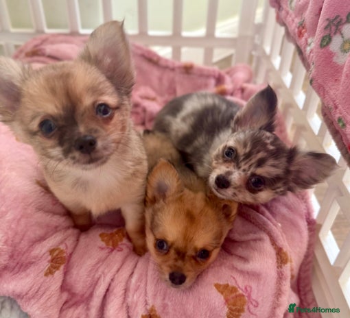 Chihuahua dogs Merle Chihuahua Puppies Longhaired Apple-head - Advert 10