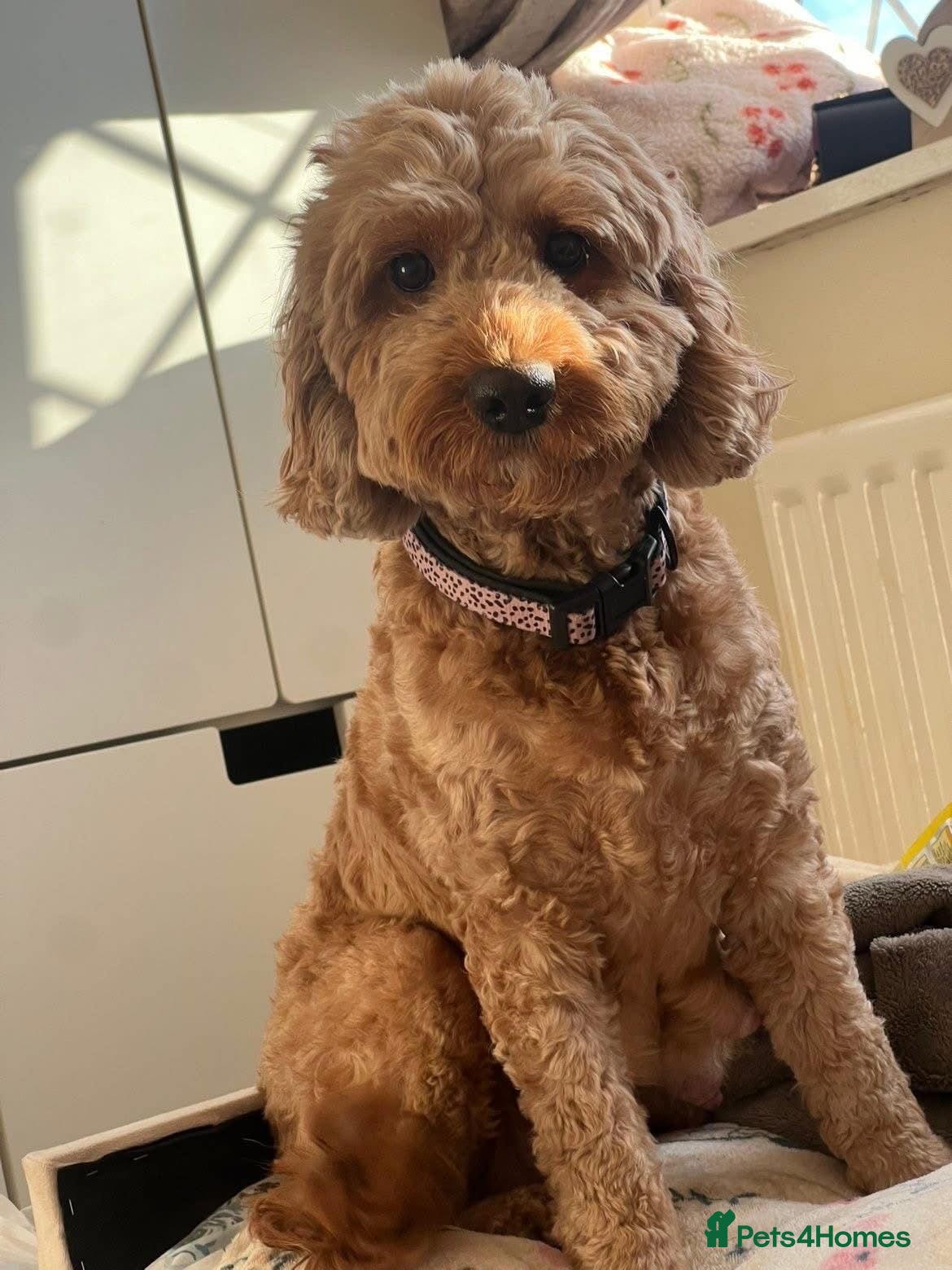 Cockapoo dogs Cockerpoo  Puppies - Advert 4