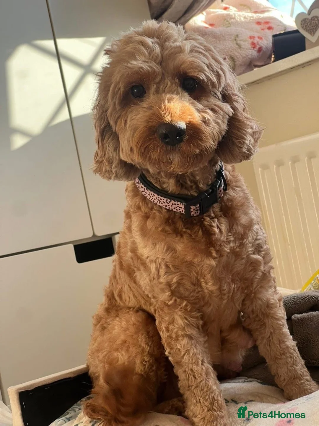 Cockapoo dogs for sale: Cockerpoo  Puppies - Advert 1